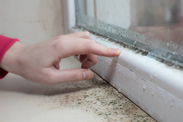 Best Post-Construction Mold Inspection  in West Babylon, NY