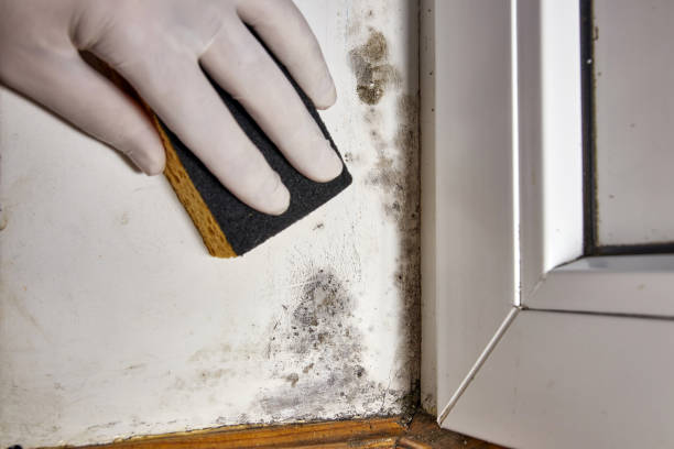 Mold Remediation for Rental Properties in West Babylon, NY